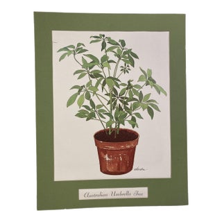 VTG Schefflera Umbrella Tree Art Print by Sandra - 18" Matted Litho For Sale