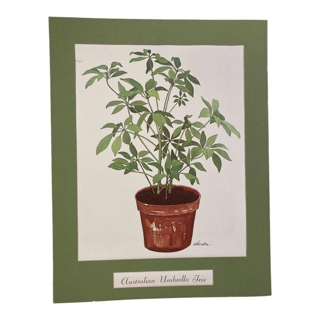 VTG Schefflera Umbrella Tree Art Print by Sandra - 18" Matted Litho For Sale