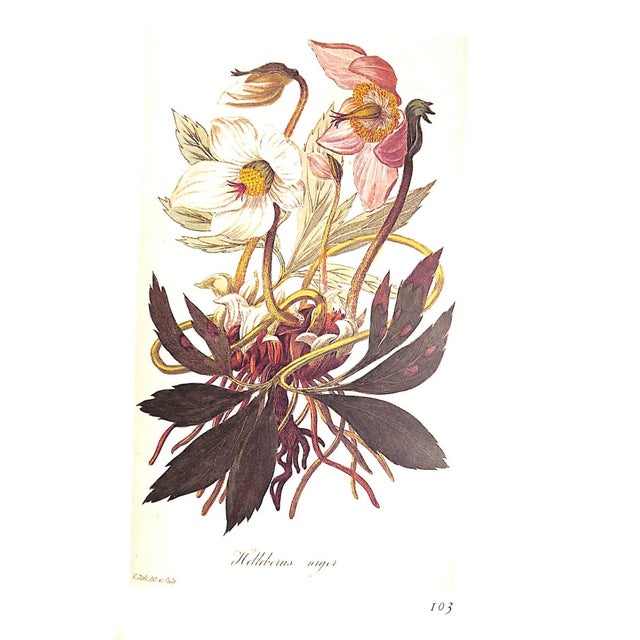 "The Treasury of Flowers" 1975 Coats, Alice M. For Sale - Image 10 of 12