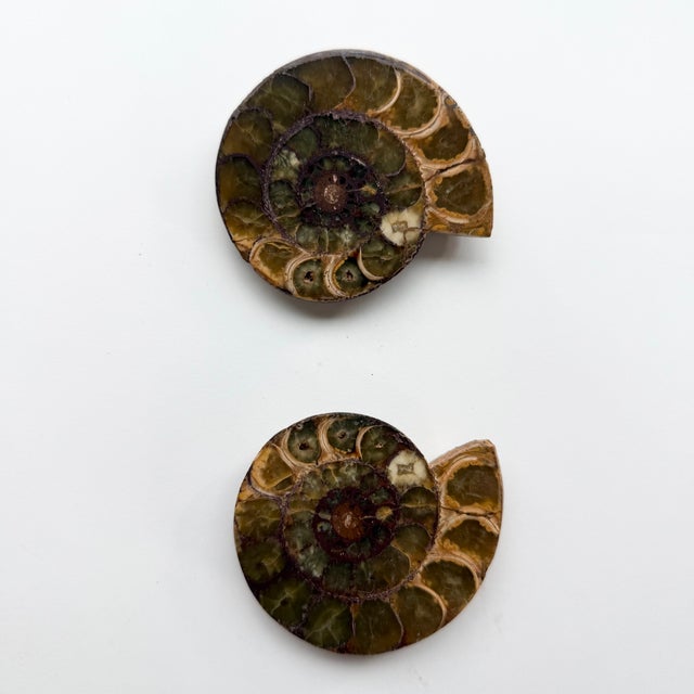 Set of Six Split and Polished Ammonite Fossils For Sale - Image 11 of 12