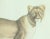 English Antique 19th C. Framed Lithograph Print of Barbary Lion / Lioness For Sale - Image 3 of 7