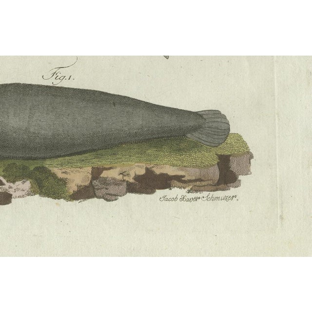 Black Bertuch, Seals, Sea Lion and Manatee, 1790, Engraving For Sale - Image 8 of 9