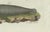 Black Bertuch, Seals, Sea Lion and Manatee, 1790, Engraving For Sale - Image 8 of 9