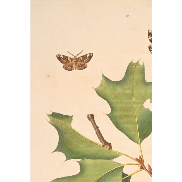 French Country Oak Leaf & Acorn Study With Moths, 1797 Vintage Art Print Reproduction, 16" X 24" For Sale - Image 3 of 10