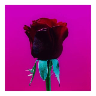 Elisabeth Montagnier, Elisabeth Montagnier Untitled, Vintage Red Rose #2 Mounted to Aluminum For Sale