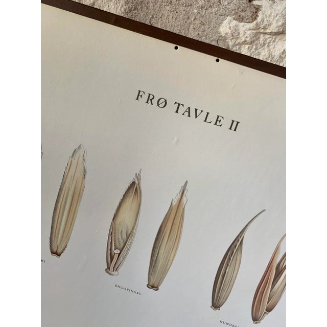 Mid-Century Modern Vintage Botanical Danish Seed Catalog Lithograph Poster No. 2, New Old Stock For Sale - Image 3 of 12