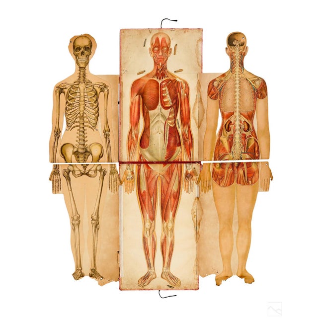 Pair of Rare Life-Sized Pilz Anatomical Flap Manikins, Germany, c. 1890 For Sale - Image 11 of 18