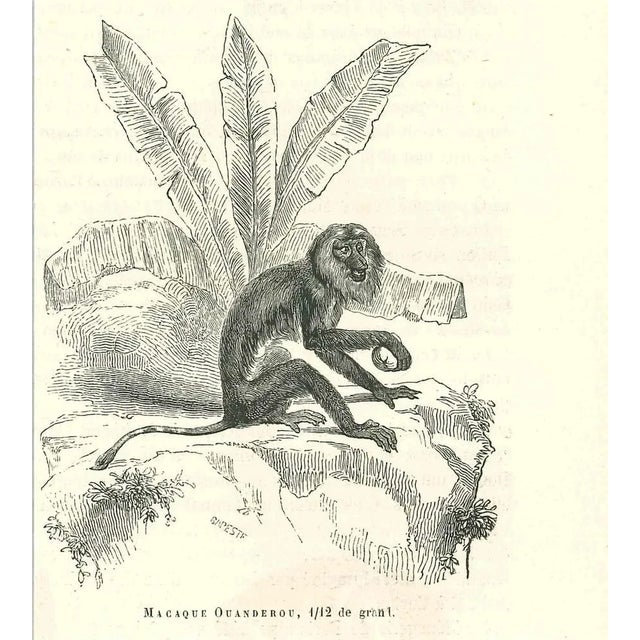 The Monkey is an original lithograph on ivory-colored paper, realized by Paul Gervais (1816-1879). The artwork is from The...
