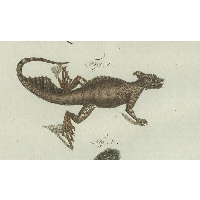 Bertuch, Exotic Lizards and Flying Dragon, 1800, Engraving For Sale - Image 6 of 9