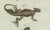 Bertuch, Exotic Lizards and Flying Dragon, 1800, Engraving For Sale - Image 6 of 9