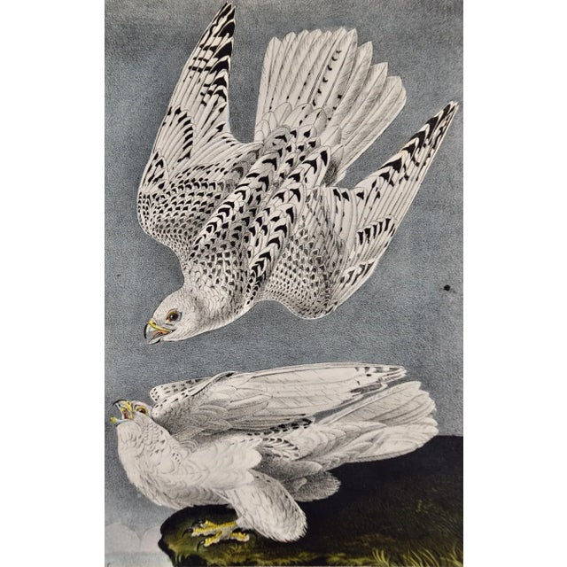 This is an original rare first edition John James Audubon hand-colored lithograph entitled "Iceland or Gyr Falcon", No. 4,...