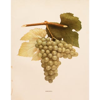 1900s U. P. Hedrick, Original Antique Photogravure of Winchell Grapes For Sale