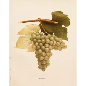 1900s U. P. Hedrick, Original Antique Photogravure of Winchell Grapes