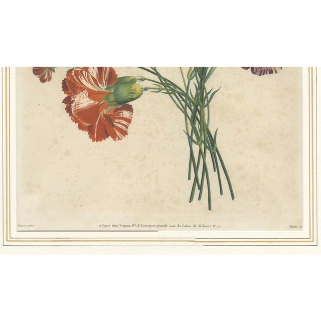 Early 19th Century Jean-Louis Prévost, Botanical Print of Carnations, 1805, Paper For Sale - Image 5 of 9