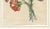 Early 19th Century Jean-Louis Prévost, Botanical Print of Carnations, 1805, Paper For Sale - Image 5 of 9