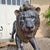 Large Bronze Sculptures of Lions, 1870, Set of 2 For Sale - Image 12 of 18