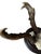 Roe Deer Trophy 125 Black Forest Antlers For Sale - Image 4 of 7