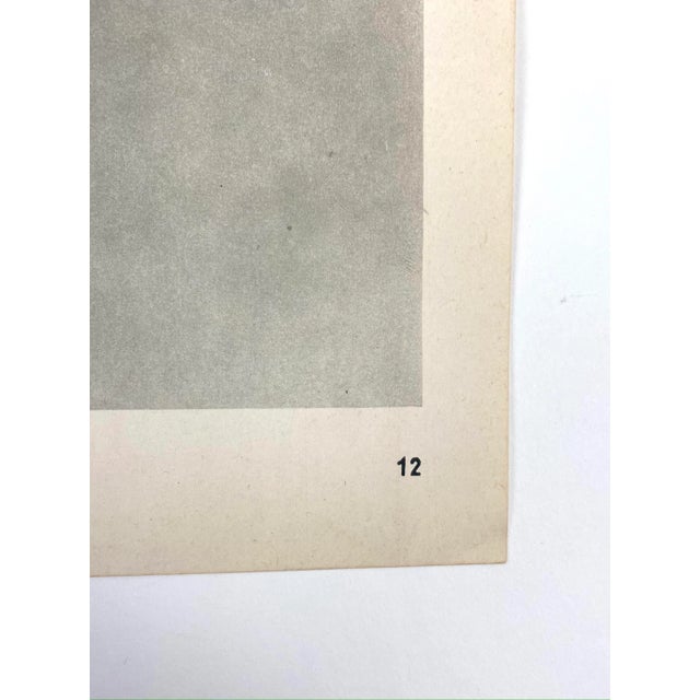 Photorealism 1940s Framed Botanical Blossfeldt Print - No. 12 For Sale - Image 3 of 5