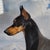 Figurative Stunning Painting Doberman Pinscher Male Dog - Red Rock Background For Sale - Image 3 of 10