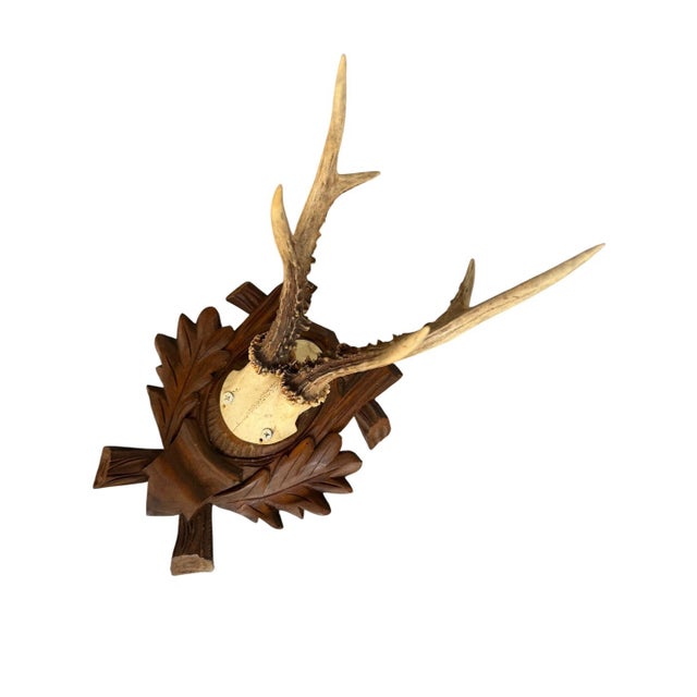 Large roe deer trophy mounted on a wood plaque