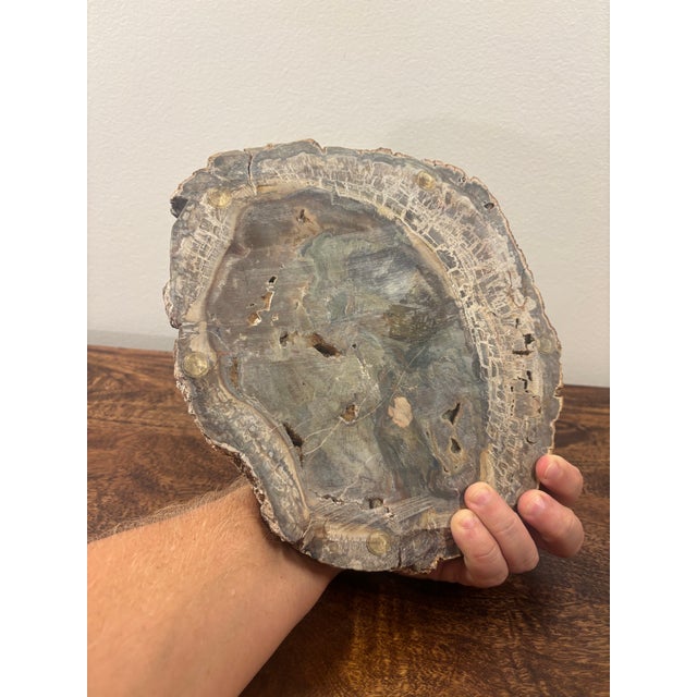 Wood Vintage Petrified Wood Specimen Slab Catchall Tray, Sculptural Decor For Sale - Image 7 of 7