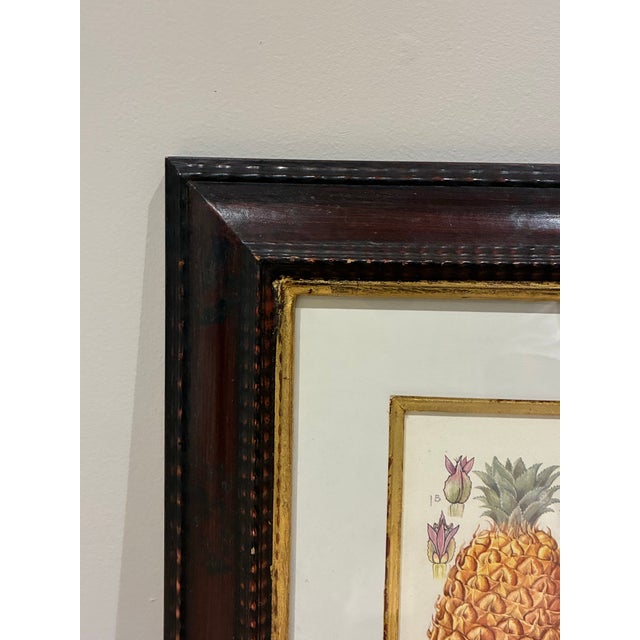 Trowbridge Framed Tropical Botanical Fruit Print – Pineapple & Cherimoya For Sale - Image 4 of 6