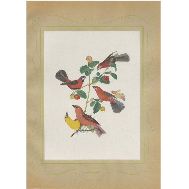 Descourtilz, Red Tanagers, Brazilian Bird Print,1944, Paper For Sale - Image 12 of 12