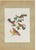 Descourtilz, Red Tanagers, Brazilian Bird Print,1944, Paper For Sale - Image 12 of 12
