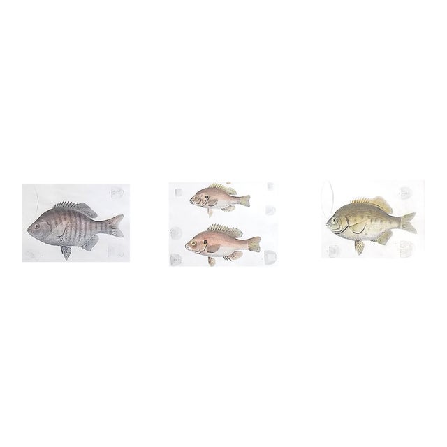 Antique 19th Century Hand Colored Fish Lithographs - Set of 3 For Sale