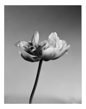 Ugne Pouwell, Tulip, 2024, Photography