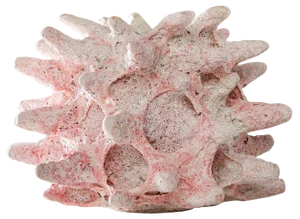 Coral Y Atlantis Collection Decorative Object by Angeliki Stamatakou