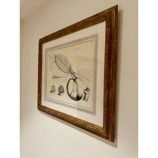 Dennis & Leen Botanical Print With Gilded Frame DL-Art 33 For Sale In Kansas City - Image 6 of 7