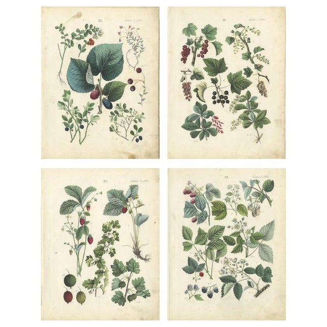 Dr. Calwer, Currants and Wild Berries, 1854, Chromolithographs on Paper For Sale - Image 9 of 9