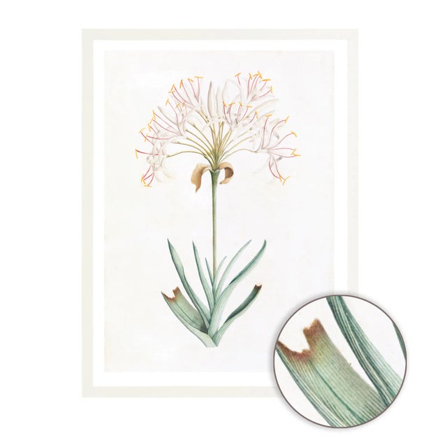 Celerie Kemble Curated Australian Botanical VI (40x60) in White Frame For Sale - Image 4 of 4