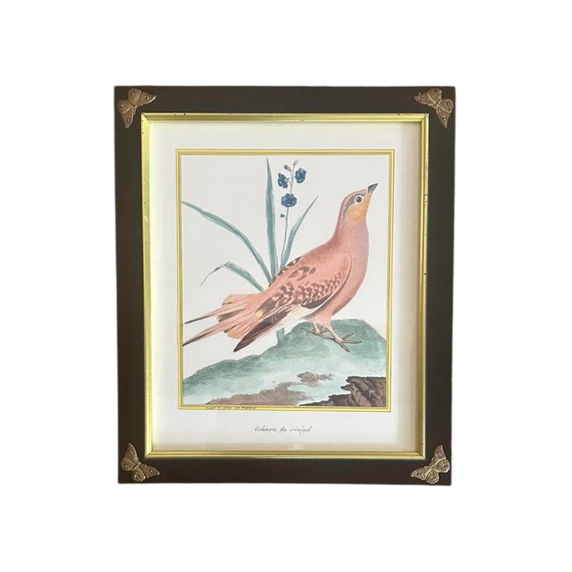 French Pair of Chelsea House French Ornithological Bird Prints Featuring a Wood Grouse & a Blue & Yellow Macaw, in Ebony Frames With Brass Butterfly Corners For Sale - Image 3 of 10