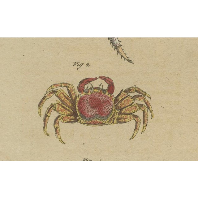 Bertuch, Exotic Crabs & Fiddler Crab, 1813, Engraving For Sale - Image 4 of 9