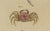 Bertuch, Exotic Crabs & Fiddler Crab, 1813, Engraving For Sale - Image 4 of 9