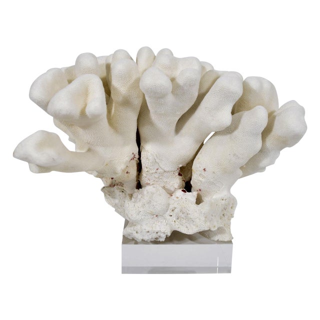 Large Cats Paw Coral on Lucite Base For Sale