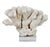 Large Cats Paw Coral on Lucite Base For Sale
