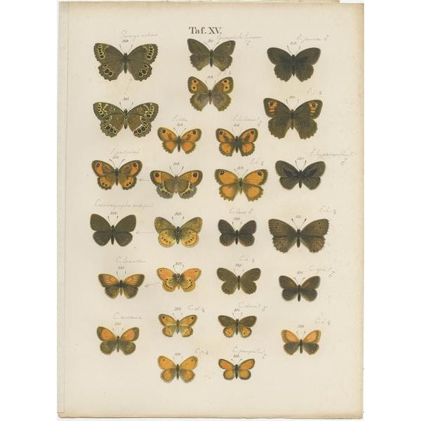 Ramann, Butterflies and Moths, 1870, Set of 7 For Sale - Image 4 of 9