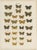Ramann, Butterflies and Moths, 1870, Set of 7 For Sale - Image 4 of 9