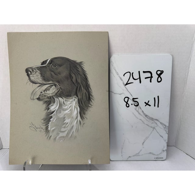 1940s Original Signed Graphite Illustration of English Springer Spaniel, 11 × 8.5 In. For Sale In Atlanta - Image 6 of 6