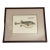 Vintage Framed Marcus Elieser Bloch Hand Colored Tetrodon Honckenu, Puffer Fish For Sale