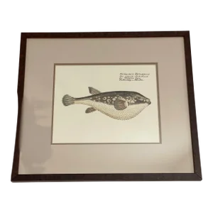 Vintage Framed Marcus Elieser Bloch Hand Colored Tetrodon Honckenu, Puffer Fish