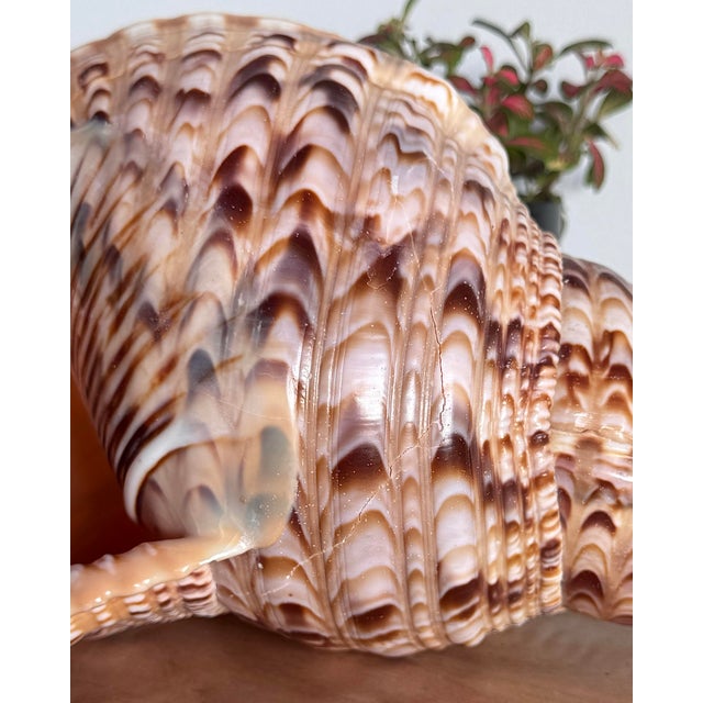 Shell Mid 20th Century Rare 14” Giant Triton Trumpet Natural SeaShell For Sale - Image 7 of 9