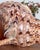 Shell Mid 20th Century Rare 14” Giant Triton Trumpet Natural SeaShell For Sale - Image 7 of 9
