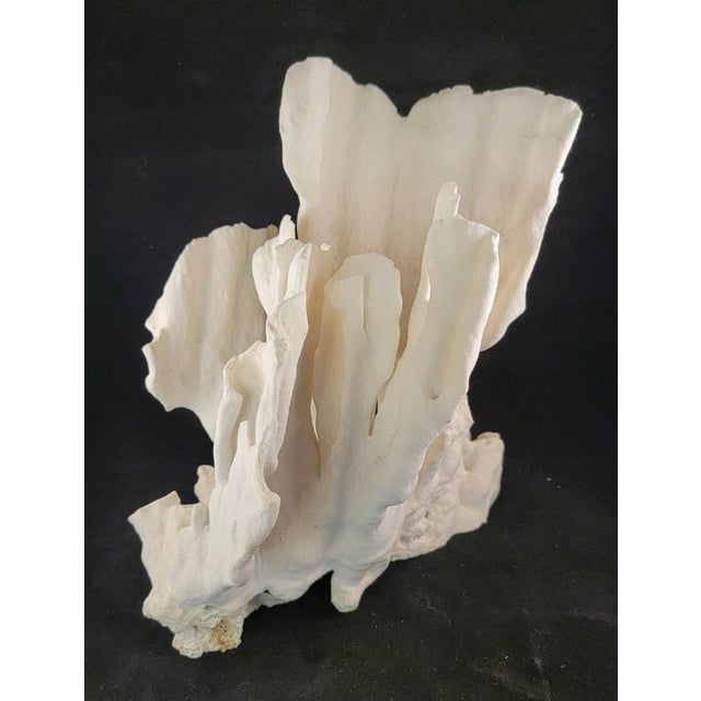 Mid 20th Century Authentic Natural Coral Speciman For Sale - Image 5 of 5