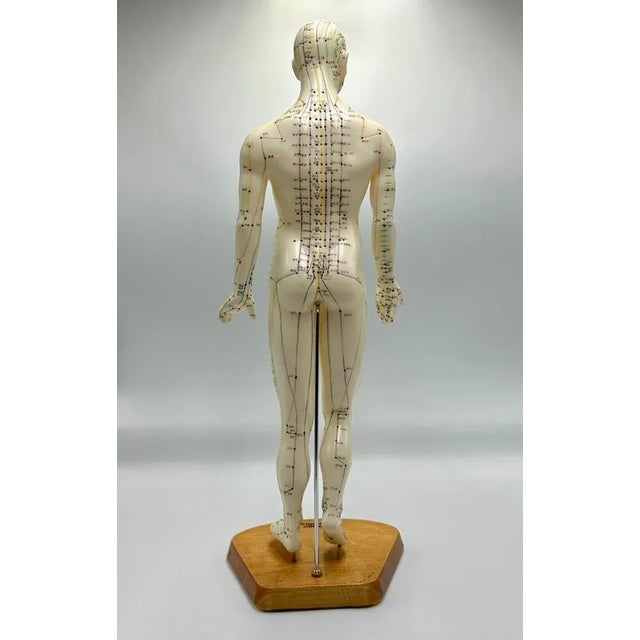 Vintage Vinyl Meridian Model from Newgen Medicals, 1970 For Sale - Image 4 of 10