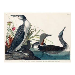 Red-Throated Diver, Vintage Art Print Reproduction From Birds of America by John James Audubon, 32" X 24" For Sale