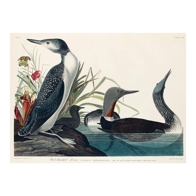 Red-Throated Diver, Vintage Art Print Reproduction From Birds of America by John James Audubon, 32" X 24" For Sale